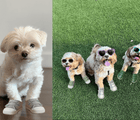 Ten Litter